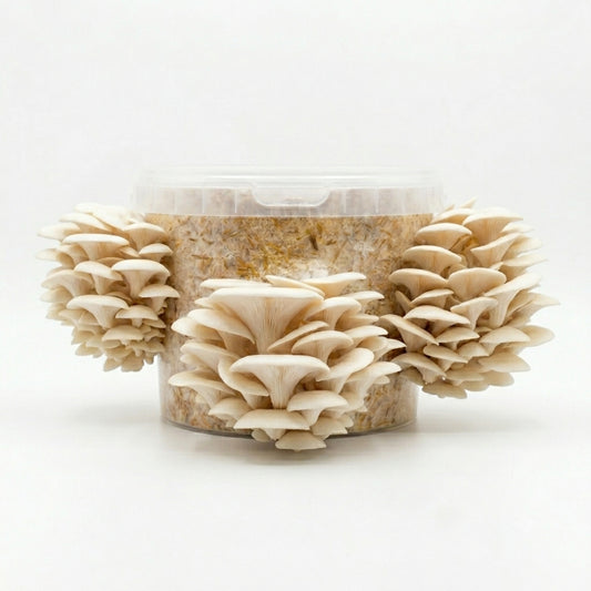 Easy Grower - White Oyster Mushroom Box
