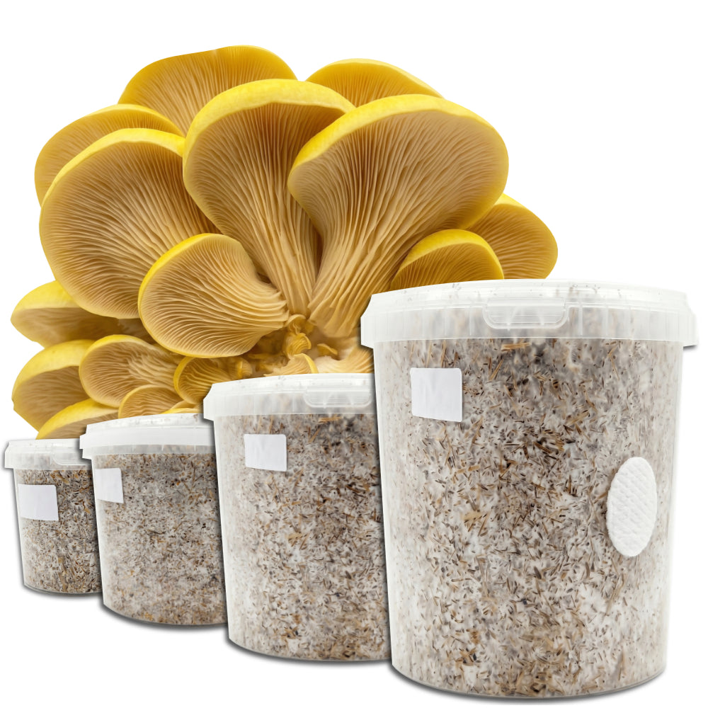 Longevity - Golden Oyster Mushroom Box