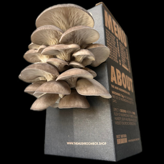 Black Pearl Oyster Mushroom Box