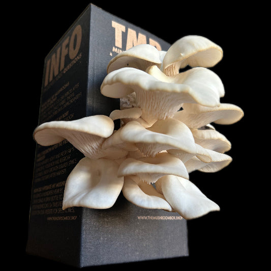 Blue Oyster Mushroom Box