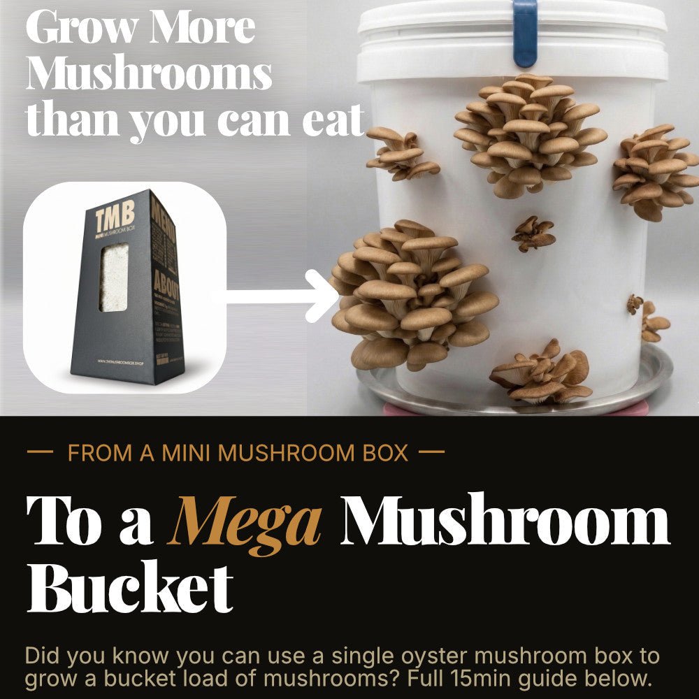 Chefs Favourite - King Oyster Mushroom Box