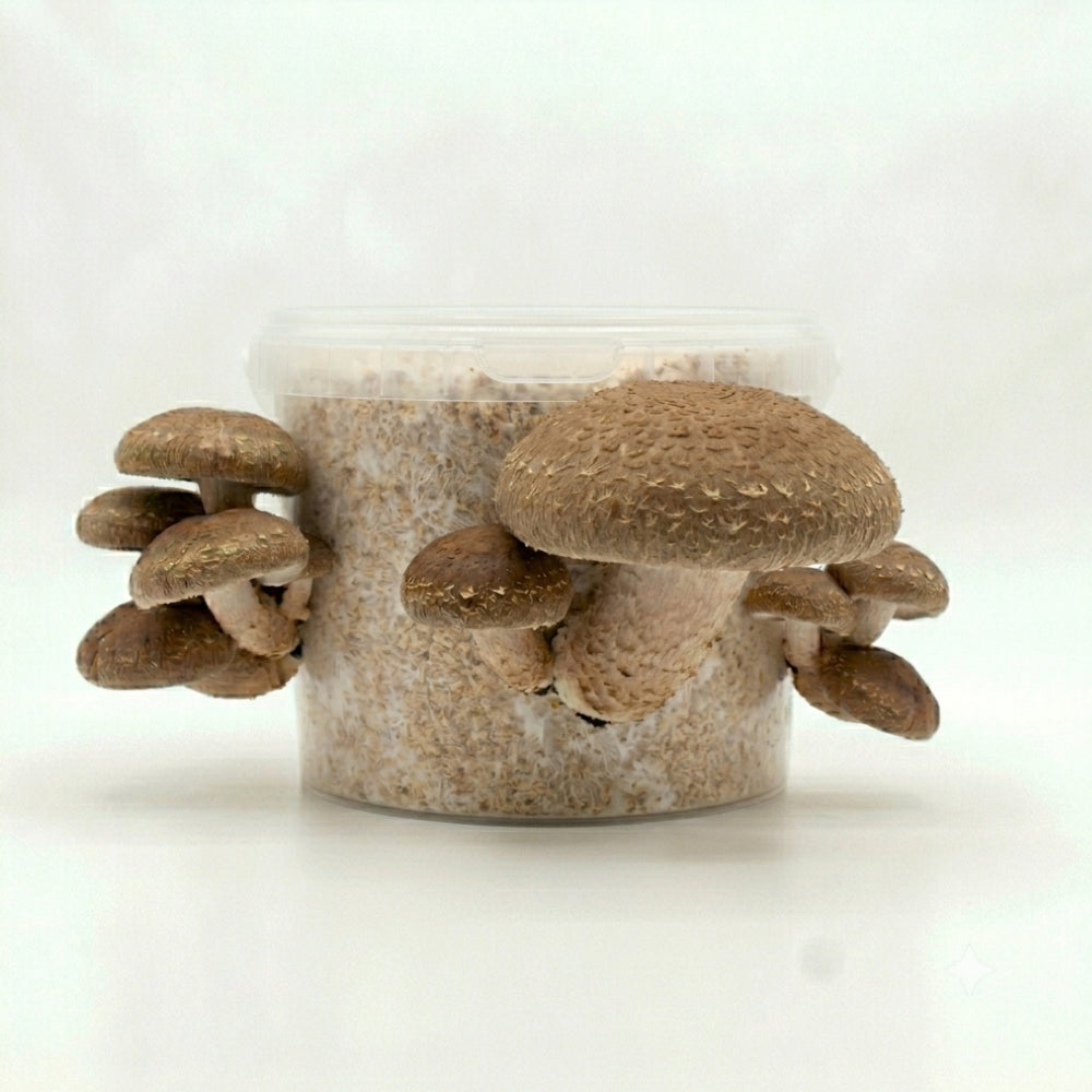 Shiitake Mushroom Kit
