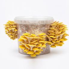 Longevity - Golden Oyster Mushroom Box