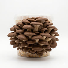 Brown Oyster - Chestnut Mushroom Box