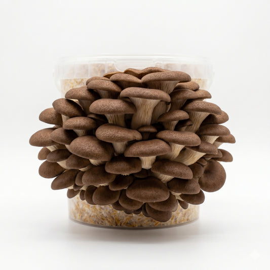 Brown Oyster - Chestnut Mushroom Box