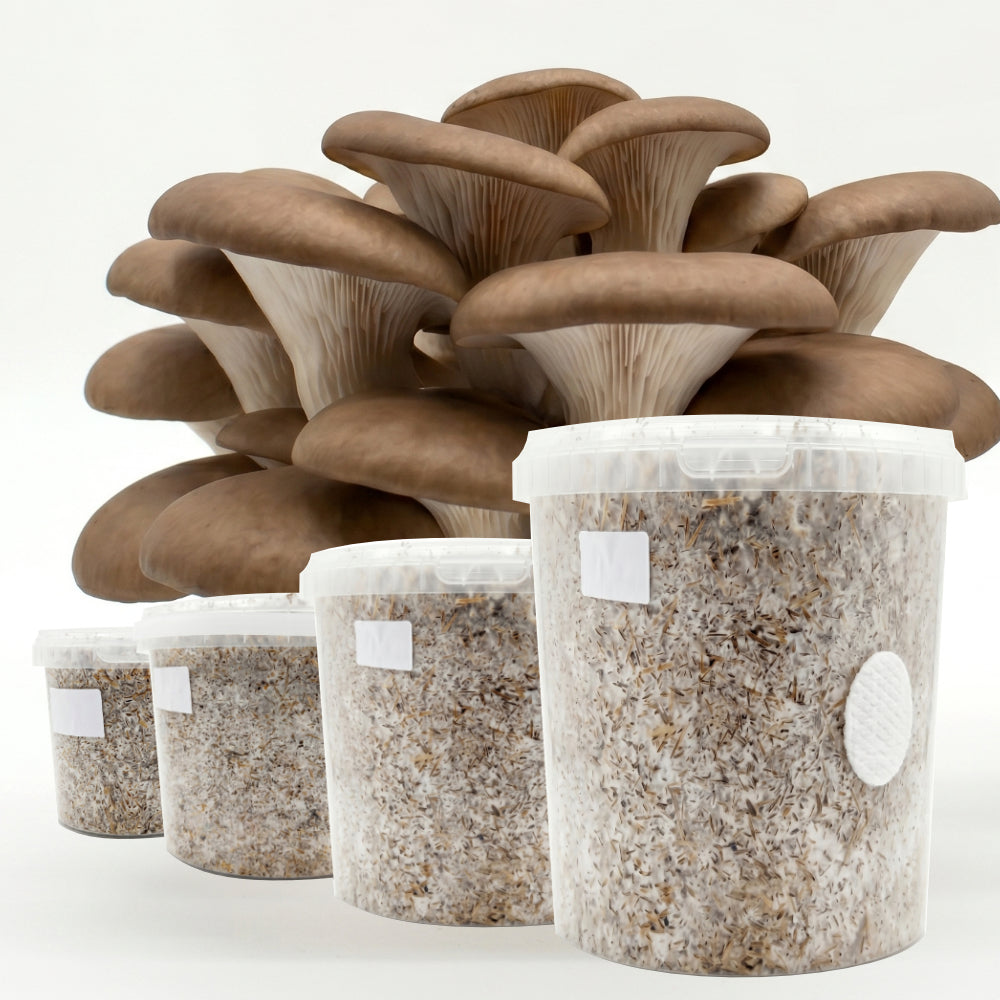 Brown Oyster - Chestnut Mushroom Box