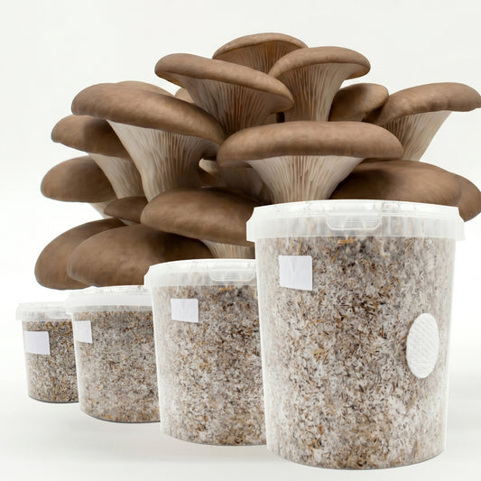 Brown Oyster - Chestnut Mushroom Box
