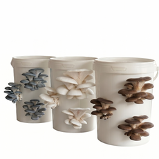 3 Pack Winter Special [20% OFF]