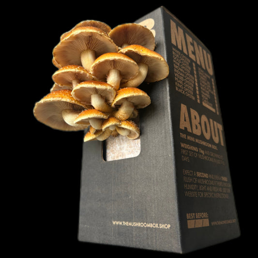 Chestnut Mushroom Box