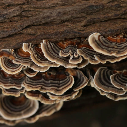 Ticket | Mushroom Movement | Foraging Workshop