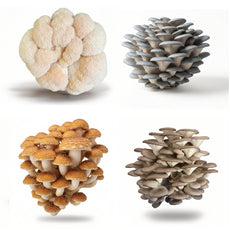 Fresh Farmers Mix Of Mushrooms 300g / 1kg / 2kg