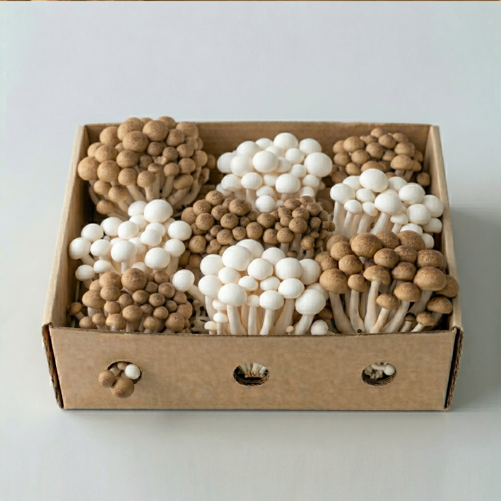 Fresh Browns & White Shimmeji Mushrooms 300g / 1kg / 2kg