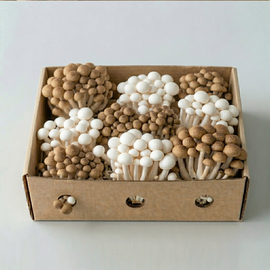 Fresh Browns & White Shimmeji Mushrooms 300g / 1kg / 2kg