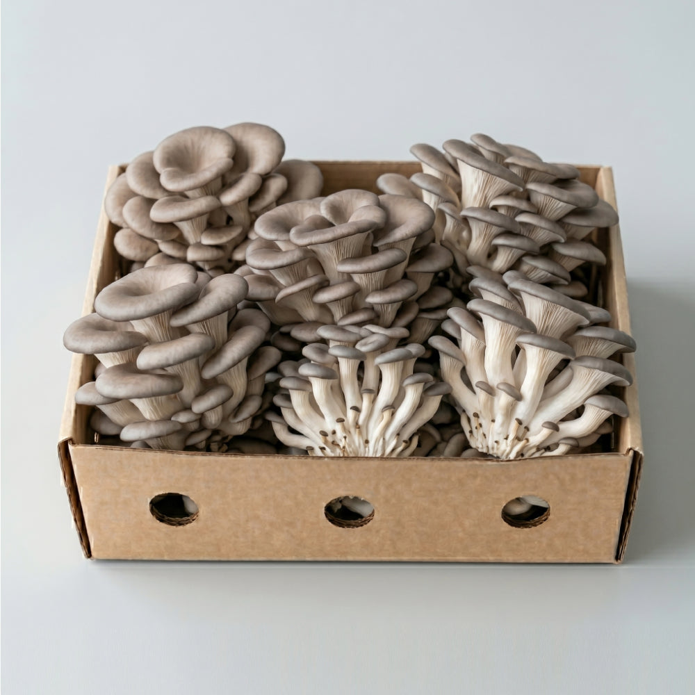 Fresh Blue Oyster Mushrooms 300g / 1kg / 2kg