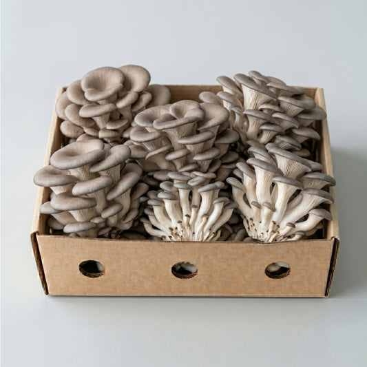 Fresh Blue Oyster Mushrooms 300g / 1kg / 2kg