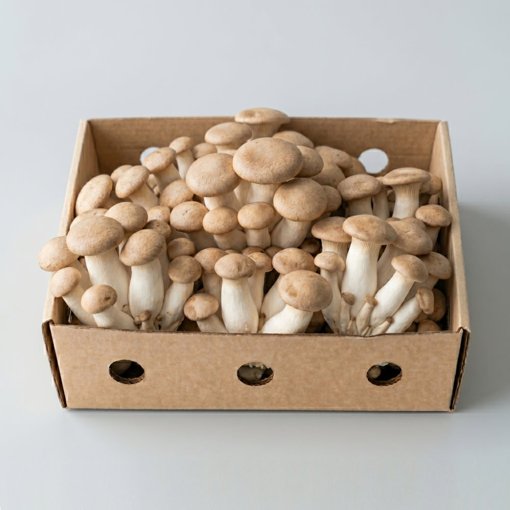Fresh King Oyster Mushrooms 300g / 1kg / 2kg