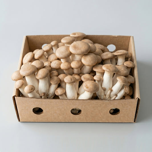 Fresh King Oyster Mushrooms 300g / 1kg / 2kg