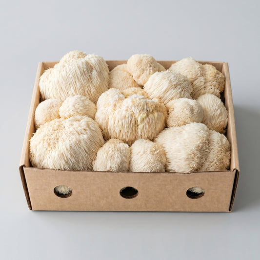 Fresh Lions Mane Mushrooms 300g / 1kg / 2kg