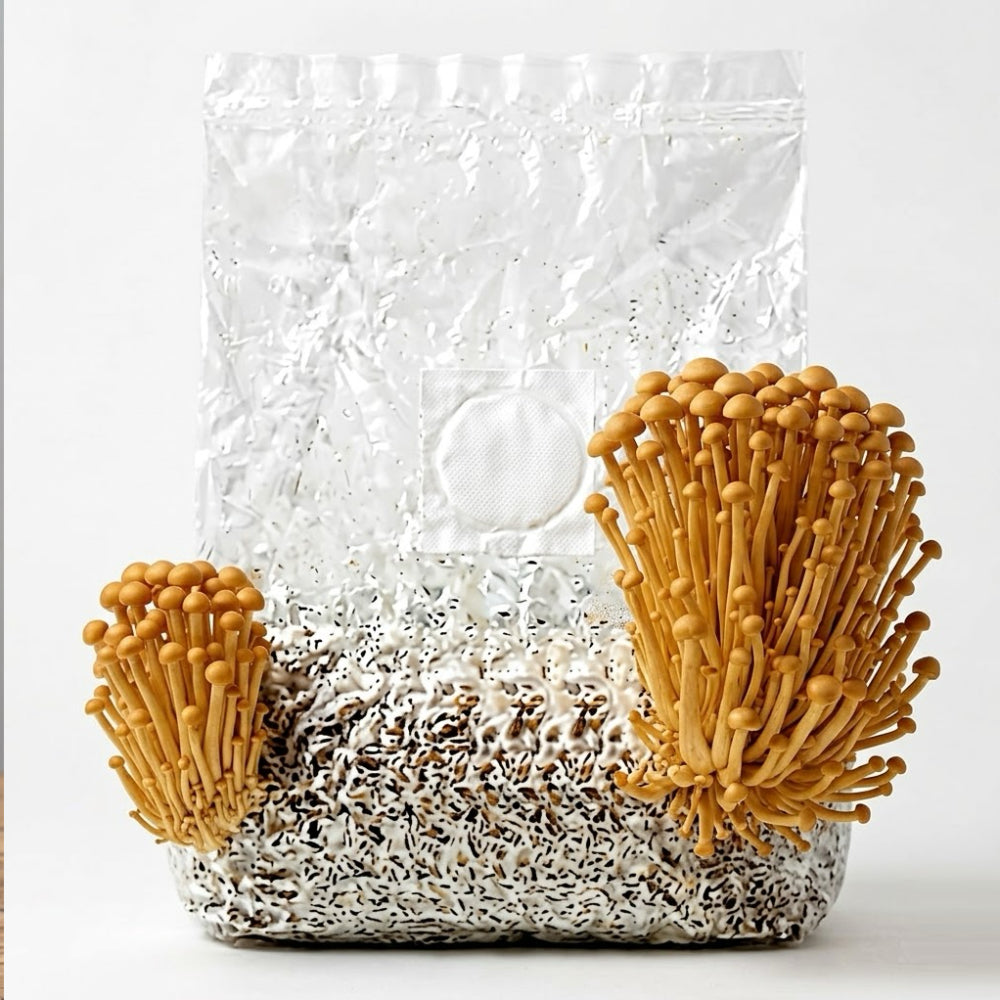 Gold Enoki Mushroom Grow Block (2.5l)