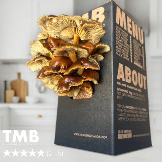 Golden Enoki Mushroom Box