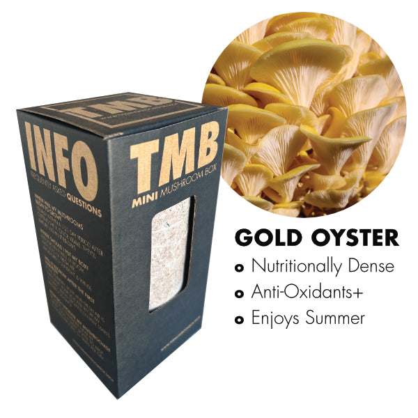 Golden Oyster Mushroom Box