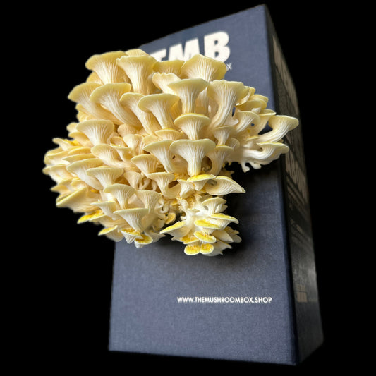 Golden Oyster Mushroom Box