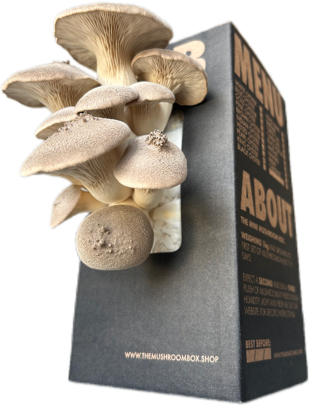 King Oyster Mushroom Box