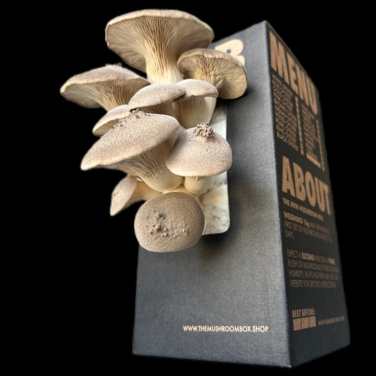 King Oyster Mushroom Box