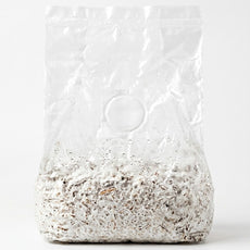 Gold Enoki Mushroom Grow Block (2.5l)