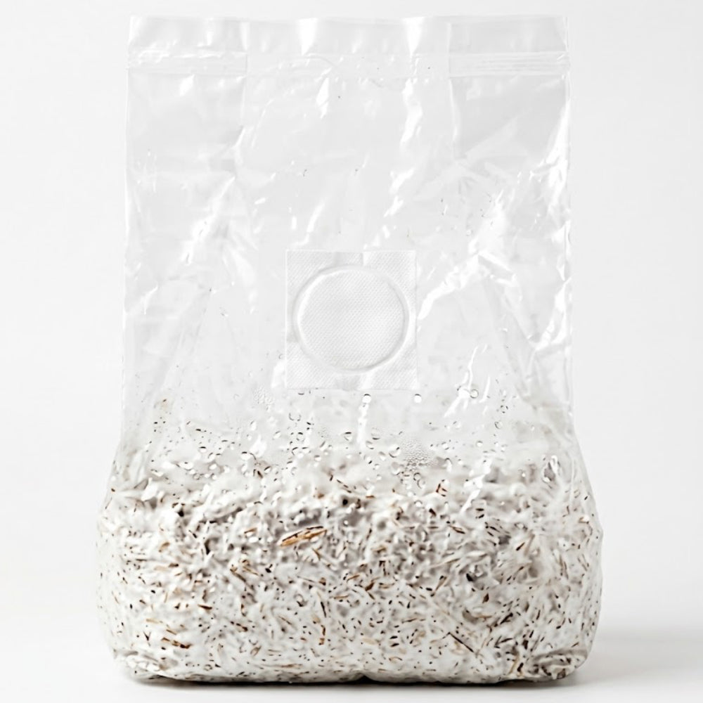 Gold Enoki Mushroom Grow Block (2.5l)