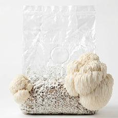Smart Choice - Lion's Mane Mushrooms Grow Block (2.5l)