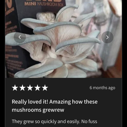 Farmers Favorite - Blue Oyster Mushroom Box