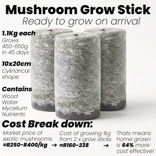 Black Oyster Mushroom Grow Stick (500g Fresh)