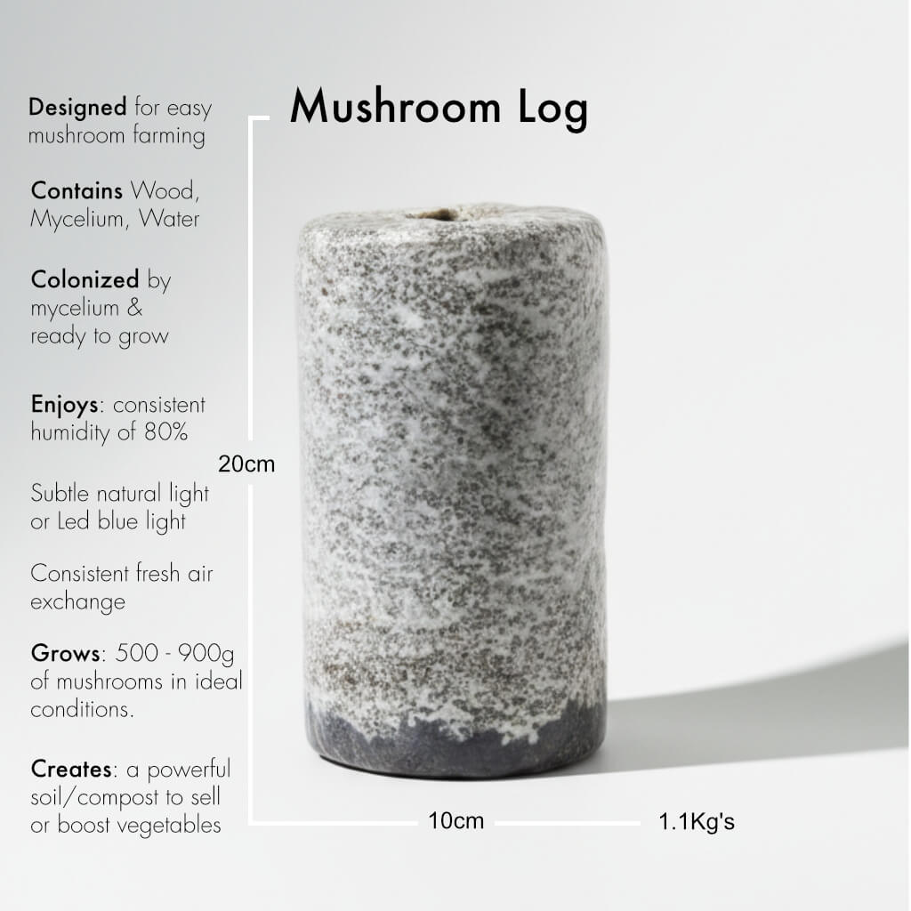Black Oyster Mushroom Logs - Bulk