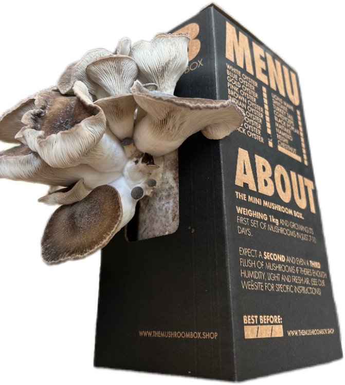 Pearl Oyster Mushroom Box