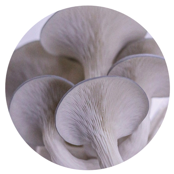 Pearl Oyster Mushroom Box