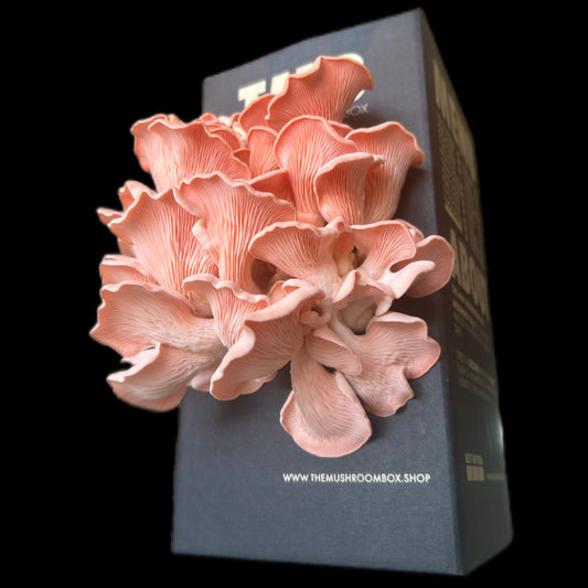 Pink Oyster Mushroom Box