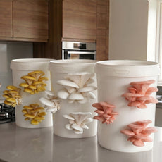 Longevity - Golden Oyster Mushroom Box