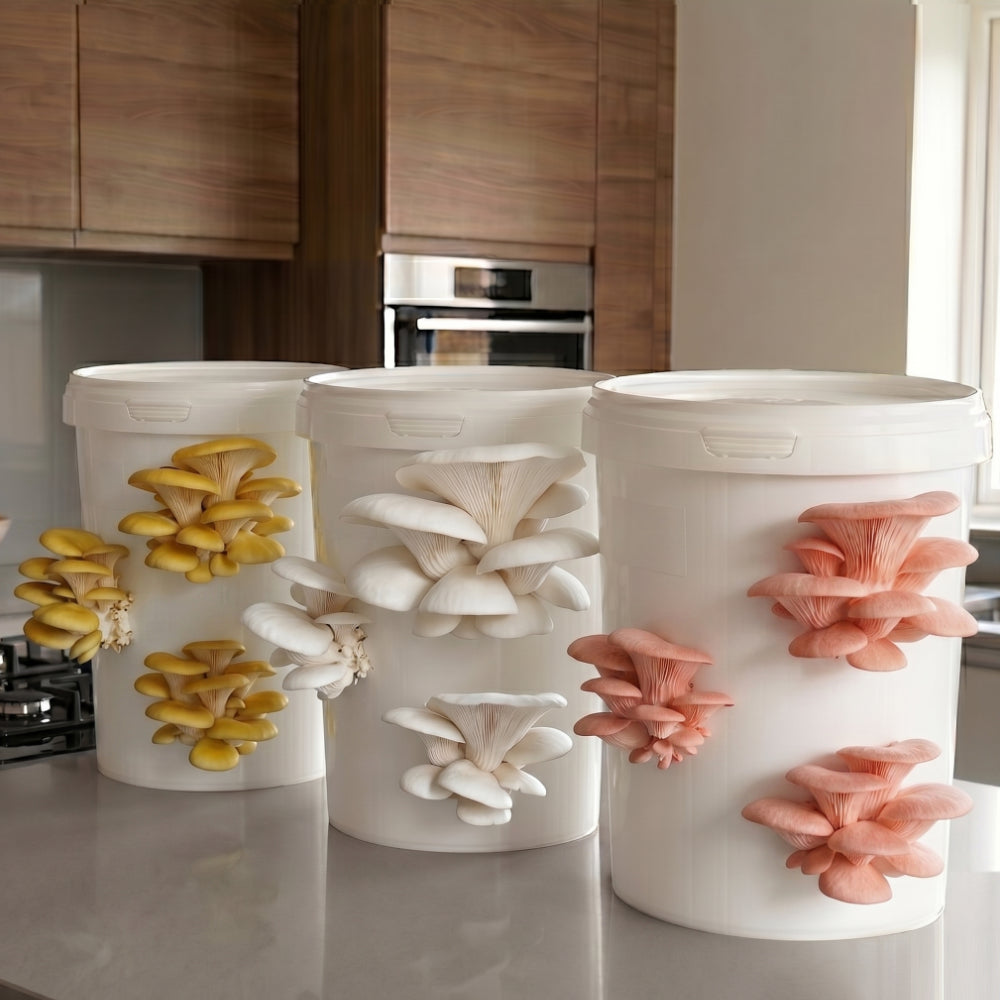 Longevity - Golden Oyster Mushroom Box