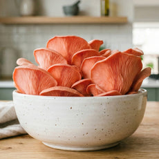 Protein Packed - Pink Oyster Mushroom Box