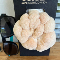 Lion's Mane Mushroom Box