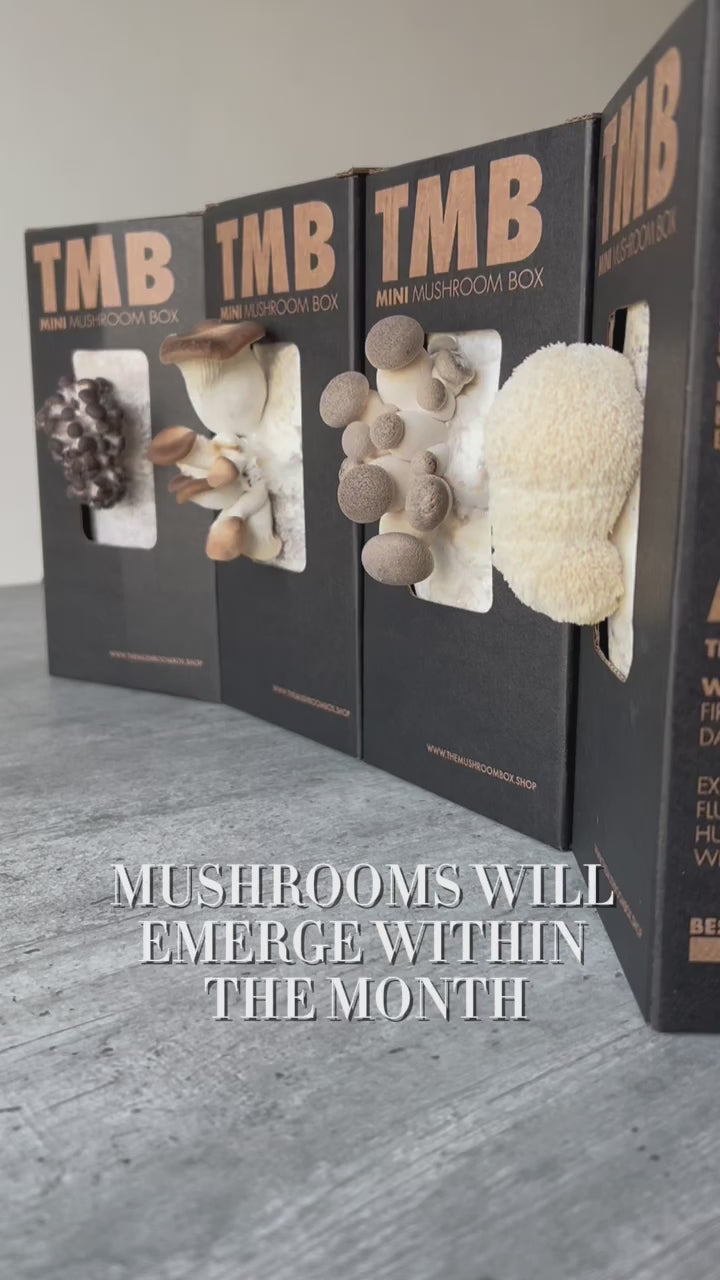 Load video: The Mushroom Box: Your go-to source for mushrooms SA, growing supplies and information in South Africa  We offer a wide variety of mushroom growing kits, supplies, and classes to help you get started on your urban farming journey. Whether you&#39;re a beginner or an experienced grower, we have everything you need to grow delicious, healthy mushrooms at home.  Our mushroom growing kits are designed to be easy to use and sustainable. They come with everything you need to get started, including the substrate, spawn, and instructions.  We also offer a variety of mushroom SA growing supplies, such as grow lights, humidity tents, and pH meters. We also have a selection of mushroom growing classes and forums where you can learn from experienced growers.  So whether you&#39;re looking to learn how to grow mushrooms for the first time or you&#39;re looking to take your mushroom growing to the next level, The Mushroom Box is the perfect place for you.  Visit our website today to learn more and get started on your urban farming journey!  This description is clear, concise, and informative. It uses keywords that are relevant to your website and your target audience. It also highlights the benefits of using The Mushroom Box, such as offering a wide variety of mushroom growing supplies and information, having easy-to-use mushroom growing kits, and being sustainable.