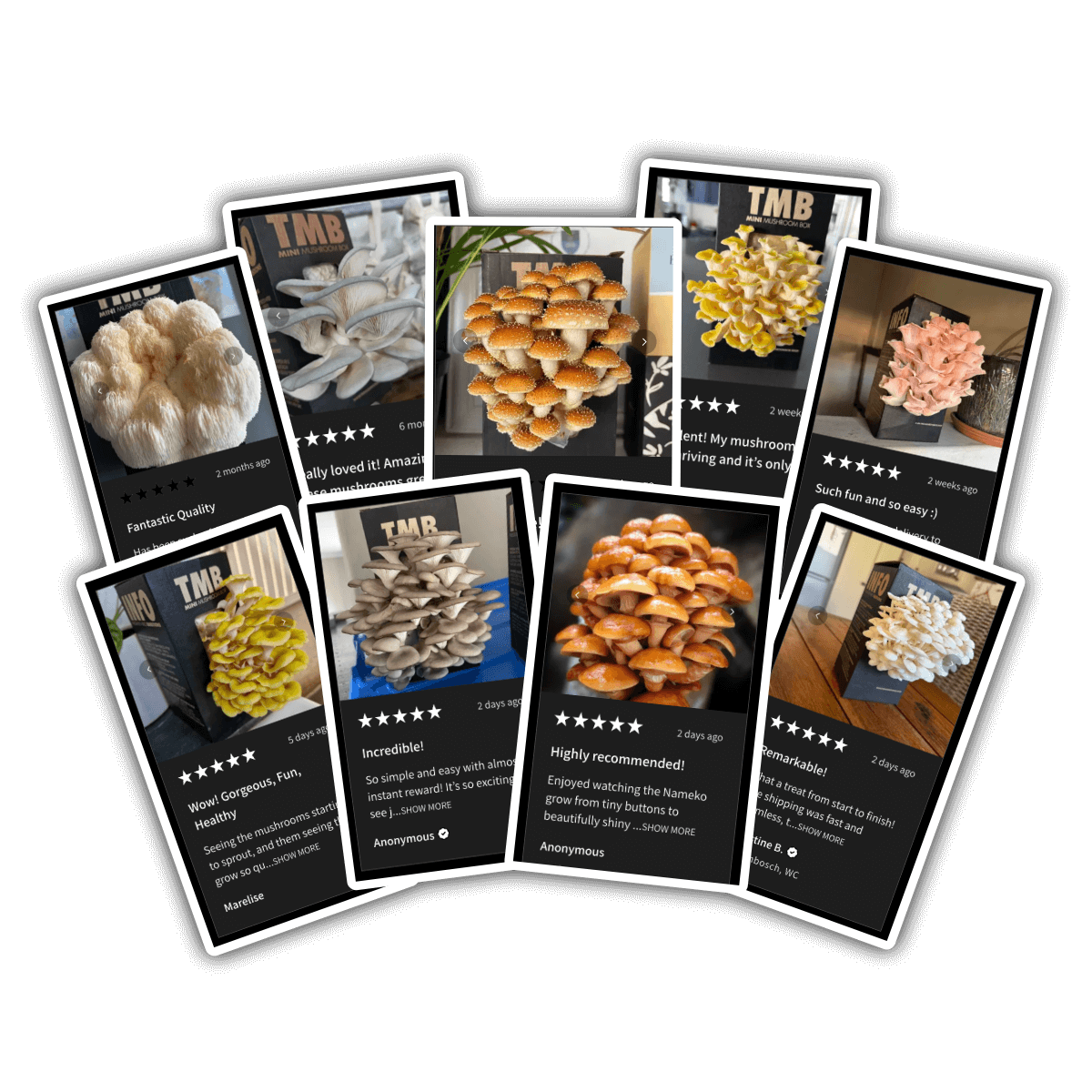 Seasonal 6 Pack - Buy 4 Get 2 Free