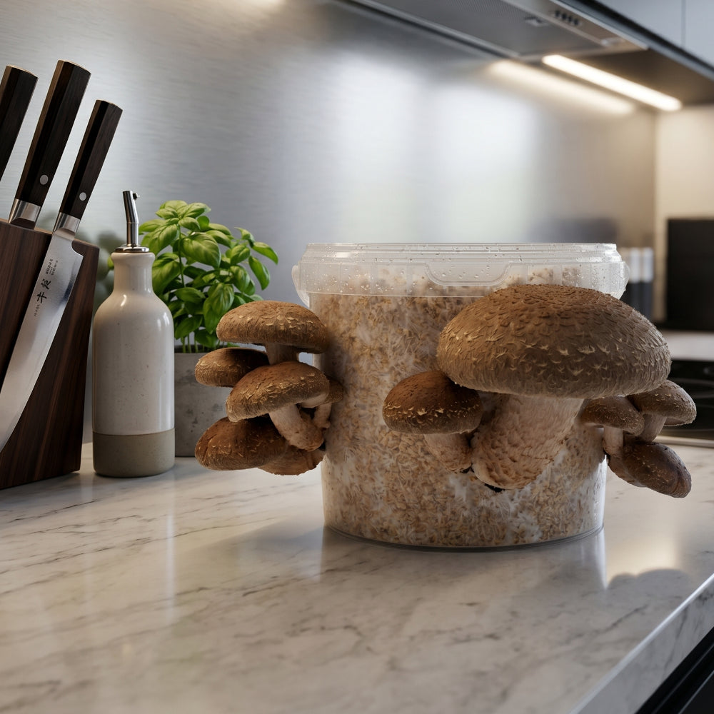 Shiitake Mushroom Kit