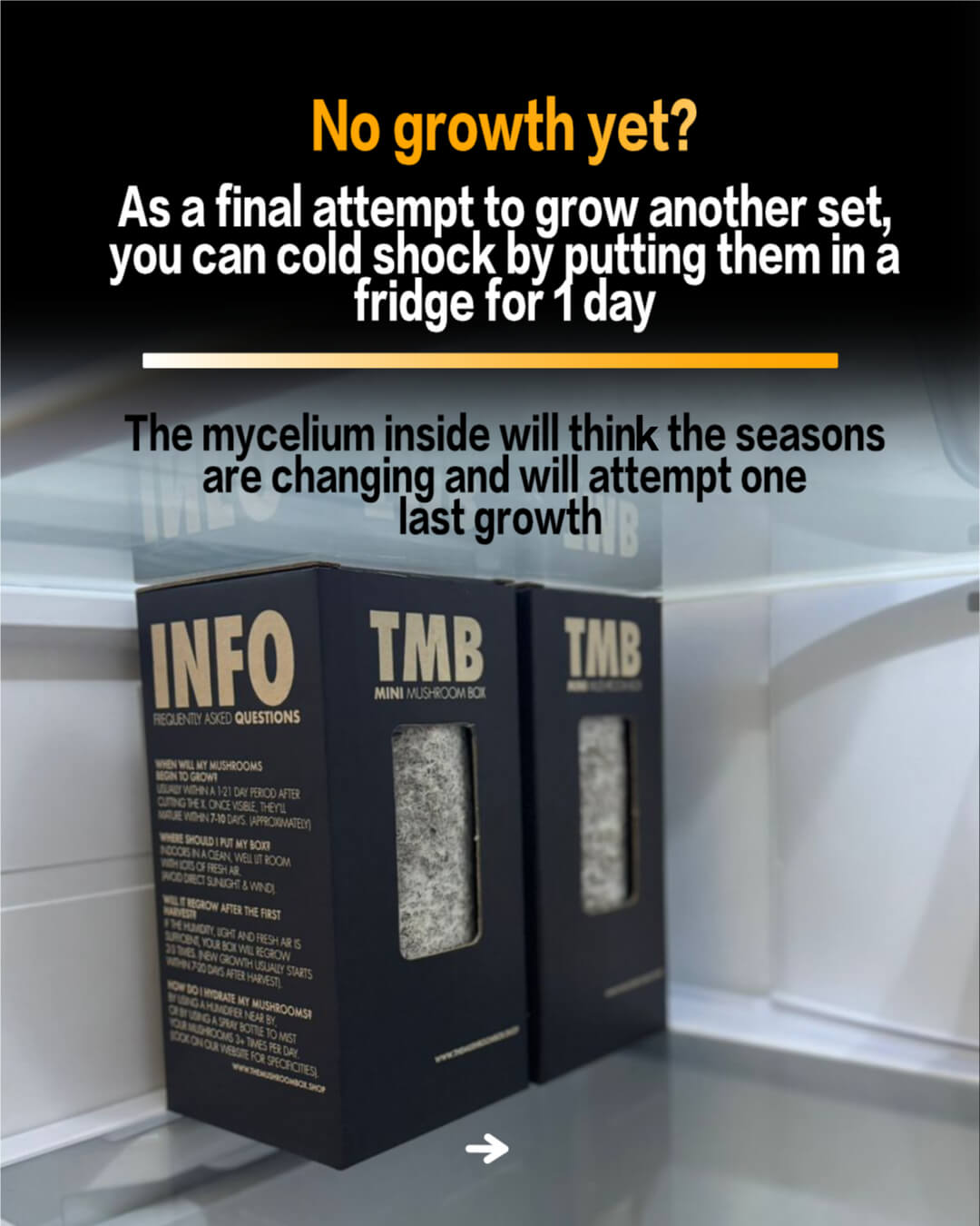 Mini Mushroom Farm set up + Seasonal 6 pack