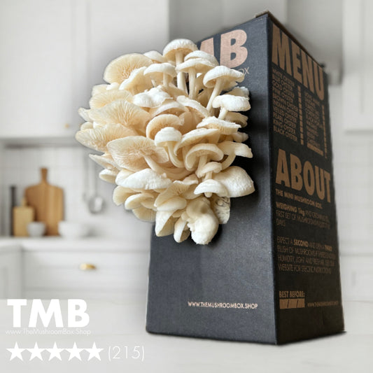 White Enoki Mushroom Box