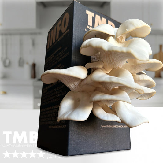 Easy Grower - White Oyster Mushroom Box