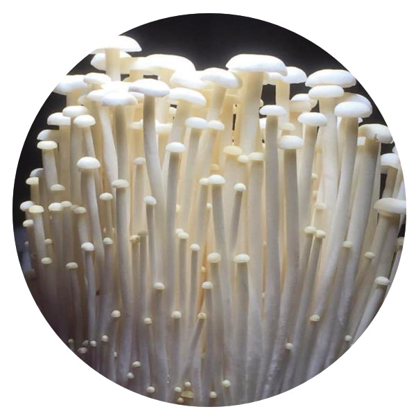 White Enoki Mushroom Box