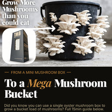 Farmers Favourite - Blue Oyster Mushroom Box