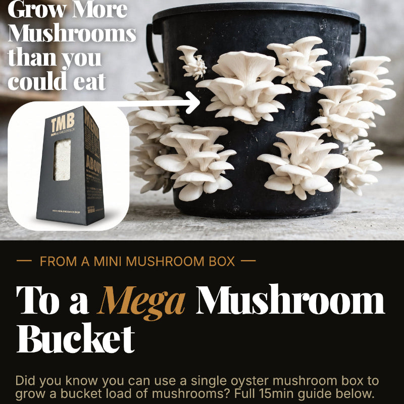 Farmers Favourite - Blue Oyster Mushroom Box